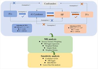 The role of circulating cytokines in heart failure: a bidirectional, two-sample Mendelian randomization study